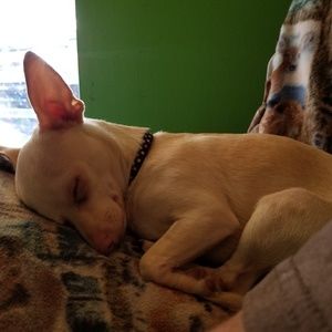 Meet your Posher, Dean